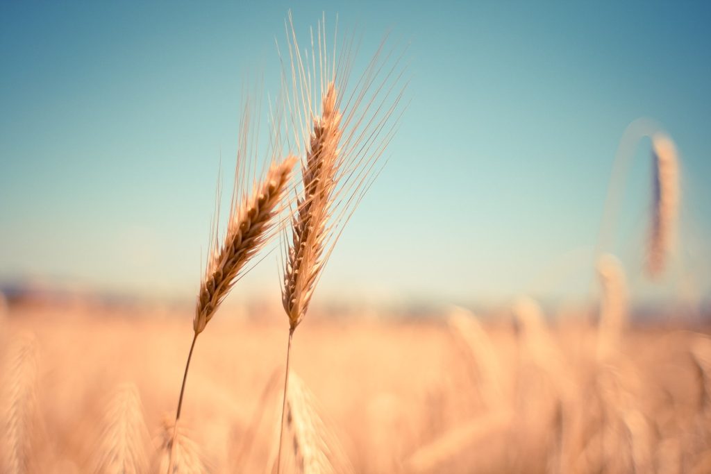 遺伝子組み換え作物　小麦