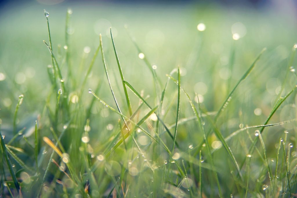 グリホサート 雨 除草剤 効果 日本 茎葉処理型