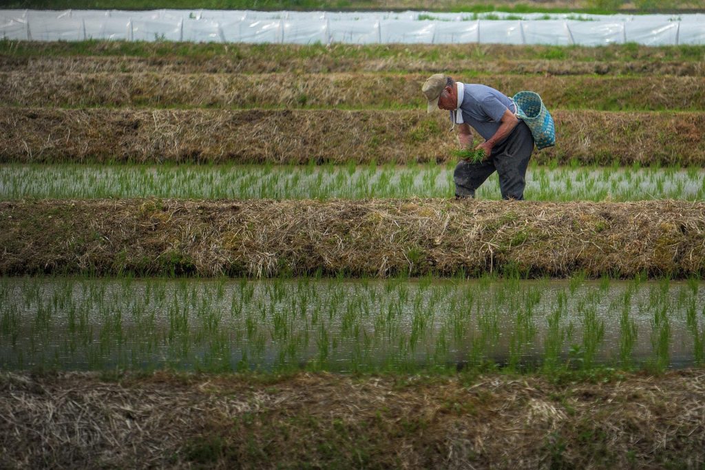 現代 農業 食料自給率 高齢化 耕作放棄地 日本
