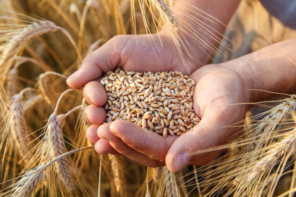 グリホサート ADI 一日摂取許容量 小麦粉 パン ポジティブリスト制度